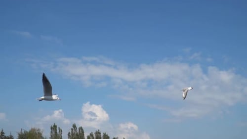 Zeitlupe. Möwen fliegen vor dem Hintergrund des Himmels mit Wolken