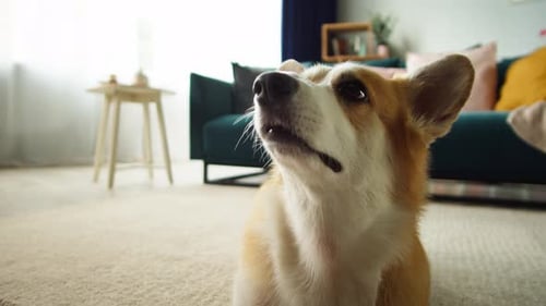 Retrato de perro Corgi