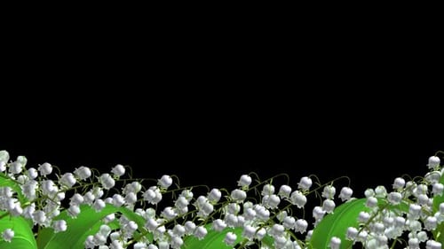 Lily Of The Valley - Blooming Flowers - Lower Third Loop - Alpha Channel