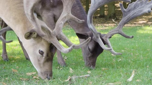 Fallow Deer Stags Graze in a Meadow By a Forest on a Sunny Day - Closeup