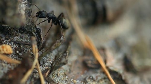 Ant