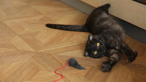 Playful Cat