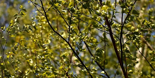 Green Leaves on Branches Waving in Breeze
