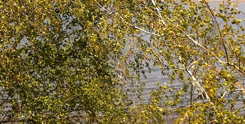 Hojas de abedul en el viento y el río