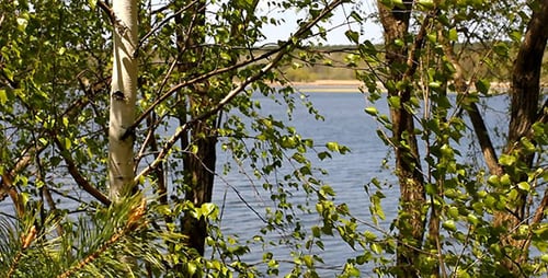 Birkenblätter auf dem Wind Und Fluss 3