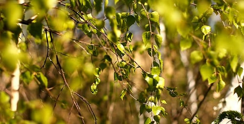 Birch Tree Leaves On The Wind Bokeh