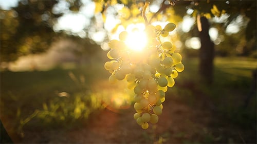 Grapes 1