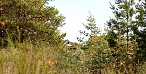 Country House In Pine Woods Forest