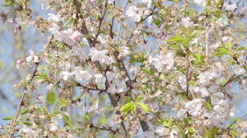 Branches of Blossoming Tree in Spring - Closeup