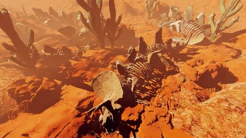 Cemetery Of Dead Animals