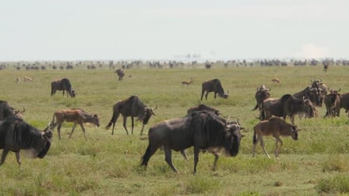 Gran cantidad de ñus durante la migración en el parque nacional del Serengeti, Tanzania