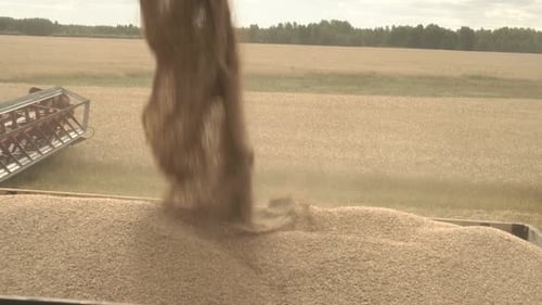 Combine Loading Wheat Grain in Truck