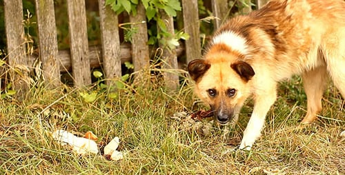 Tan Dog Eating Food Outdoors Near Wooden Fence