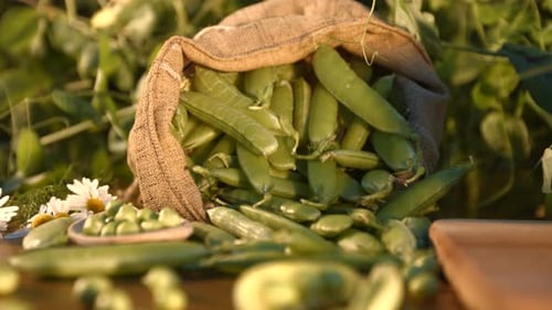 Still Life with Green Peas