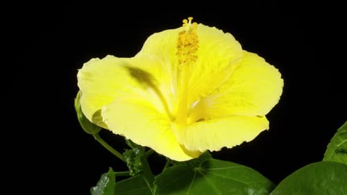 Yellow Hibiscus Flower Blooming in Time Lapse
