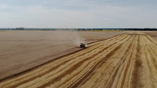 Aerial View of Combine Harvester Mowing Crops in Sunlight