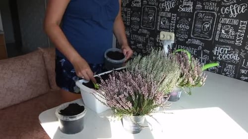 Woman Planting Heather on Indoor Table