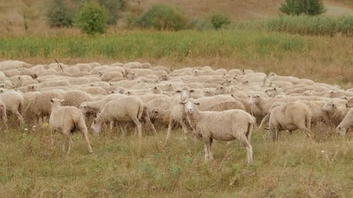 Herd of Sheep Grazing in the Meadow Farming and Raising Livestock