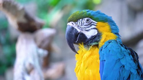 Blue Macaw Parrot with a Huge Beak Looks at the Camera Closeup