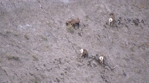 Bighorn Sheep on a Rocky Mountain Slope