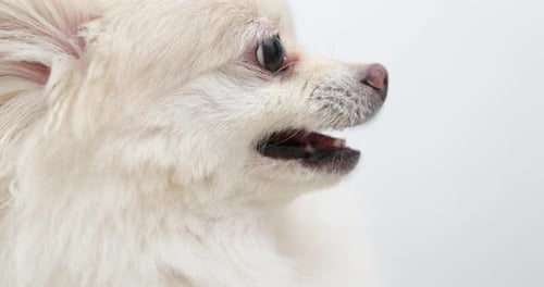 Chien de Poméranie Angry White