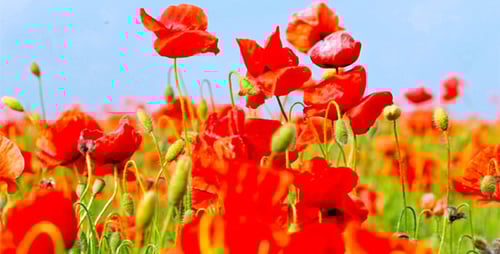 Field of Red Poppies Blooming Under a Blue Sky