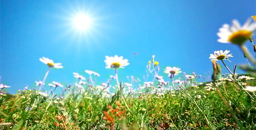 Flores de manzanilla 1