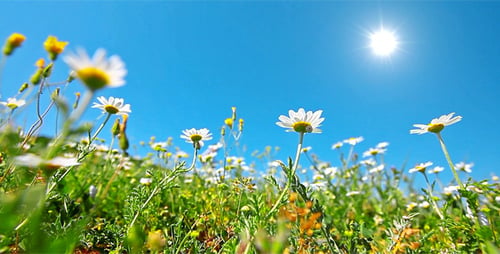Fleurs de camomille 2