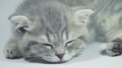 Gray Kitten Sleeping Peacefully Close Up