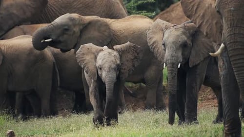Elefantenbaby in einer spielenden Herde. Afrikanische Tierwelt in Zeitlupe