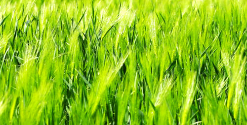 Ears Of Wheat 3