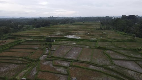 Aerial view of morning in rice field Bali in traditional village