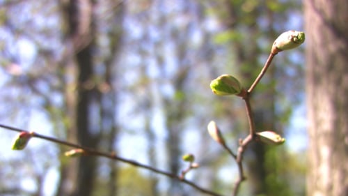 Buds - Young leaves