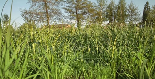 Tall Grass Gently Swaying in a Rural Field