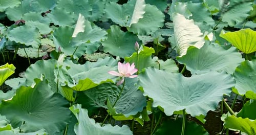 Beautiful lotus pond
