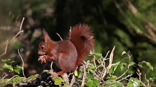Eichhörnchen, Sciurus vulgaris, Erwachsener isst Haselnuss, Normandie in Frankreich, Echtzeit