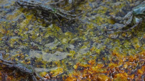 Crabs on the Rock at the Beach