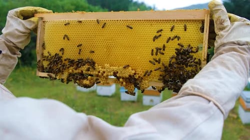 Honigbienen