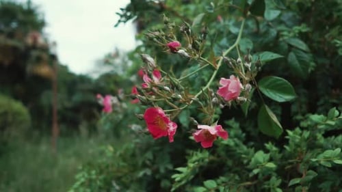 Pink Flowers Blooming on a Lush Plant