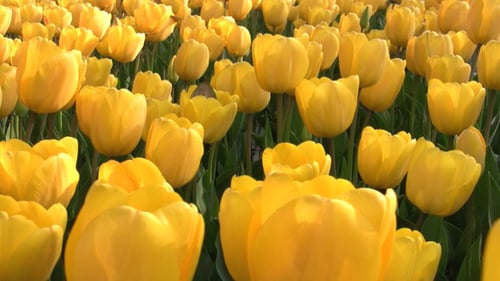Field of Vibrant Yellow Tulips Blooming in Spring