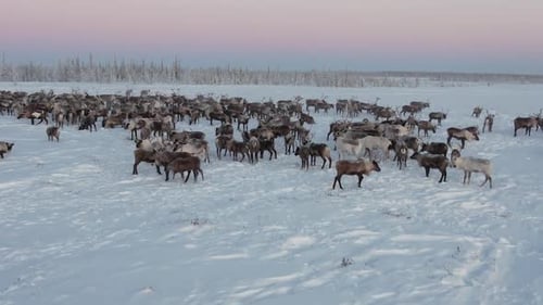 Deer In The Camp 3