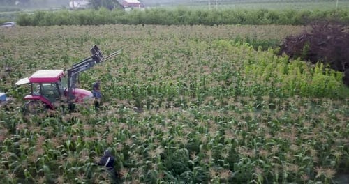 Aerial view of tractor in a cornfield with men all around it picking corn. Farmland in the distance