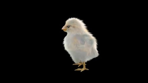 Realistic Animated Chick Walk Cycle with Alpha Channel