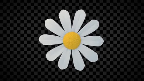 Chamomile Flower Top View Loop