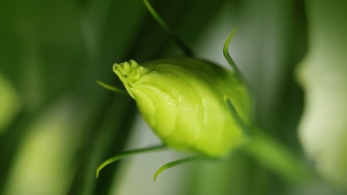 Kalte weiße Blumen