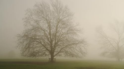 Bare oak tree in misty foggy orange sunrise sun light, mist and fog weather conditions in UK