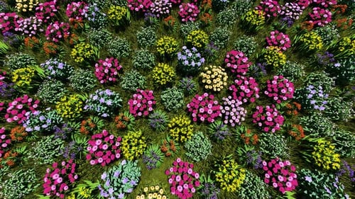 Top View Of Flowers