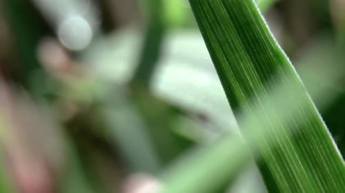 Makrofilm eines Tautropfens auf einem Grashalm