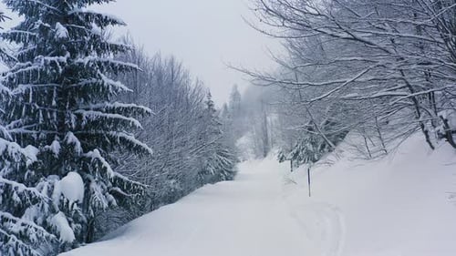 A Dense Spruce Forest Covering the Snowcapped Hills of the Carpathian Mountains and Snow Falling
