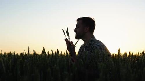 Farmer Inspects Grain Field at Sunset